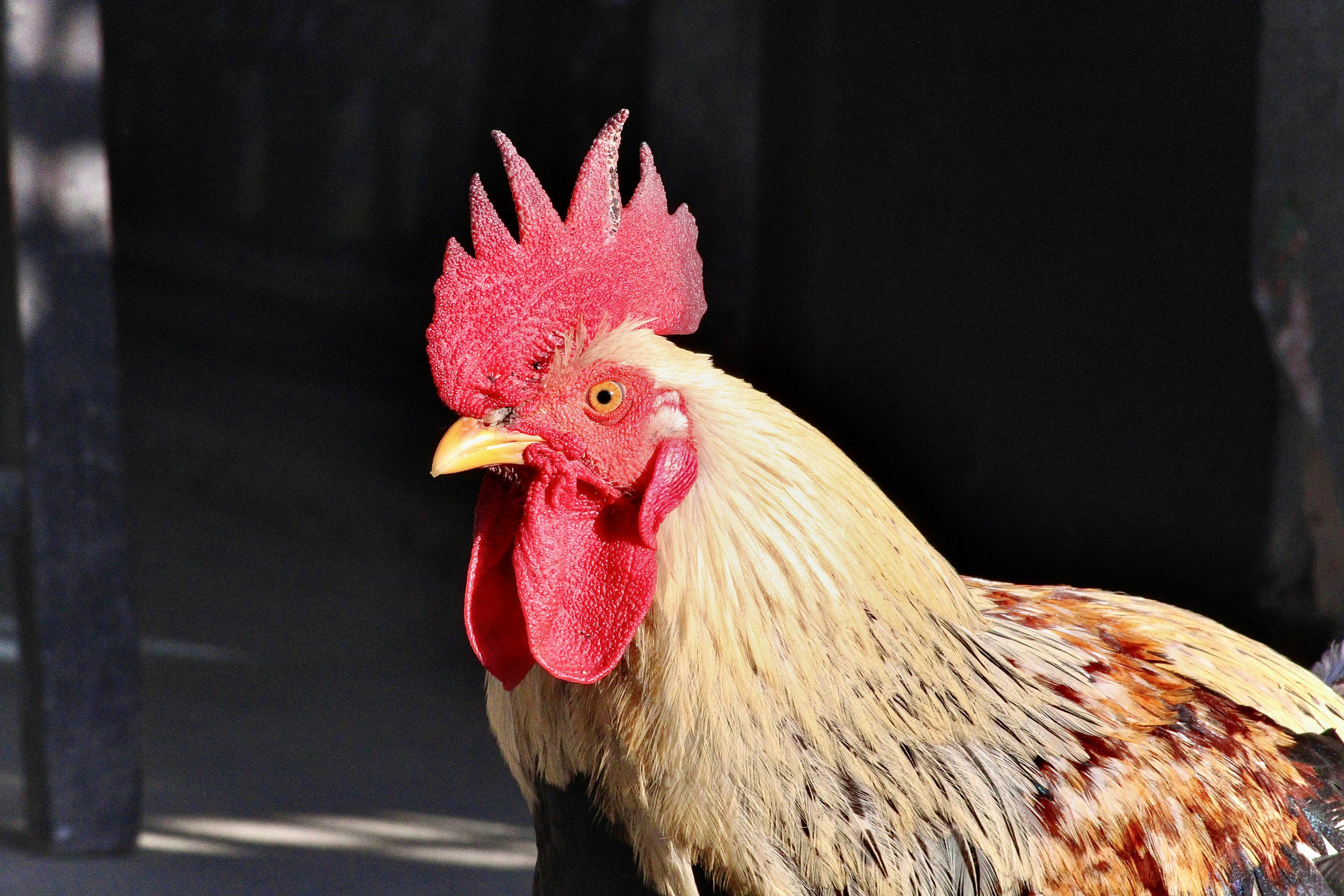 Hens roaming freely in a green pasture at UmmedFarm