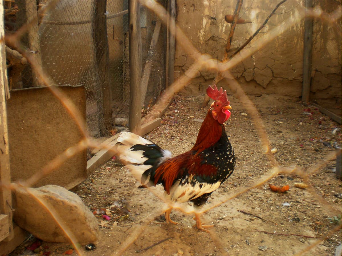 Happy hens at UmmedFarm